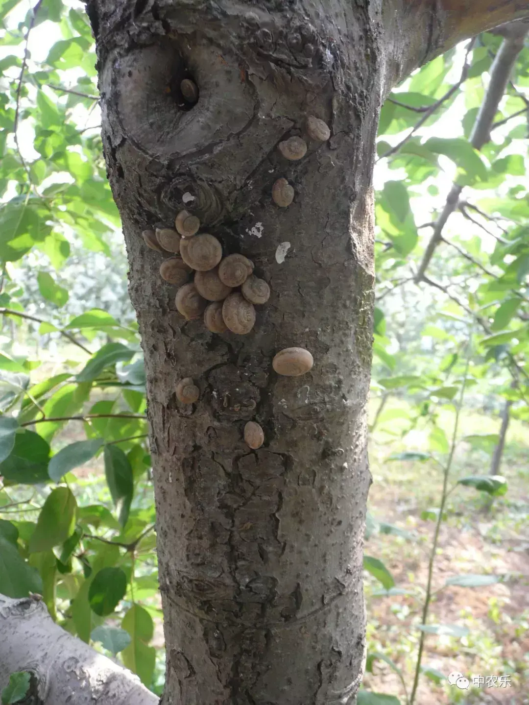 蜗牛产卵后怎么处理（蜗牛生物学特性防治方法！）