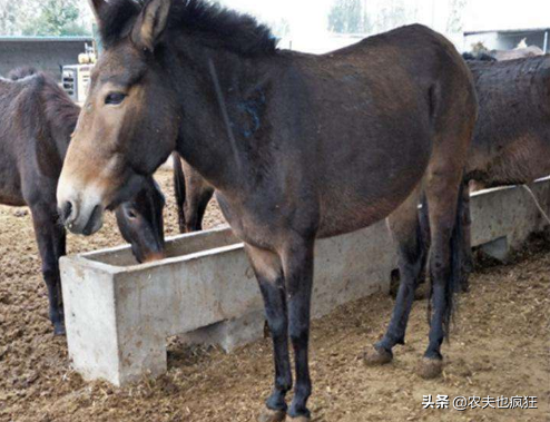 骡子肉能吃吗（“驴肉香马肉臭，饿死不吃骡子肉”是什么说法）