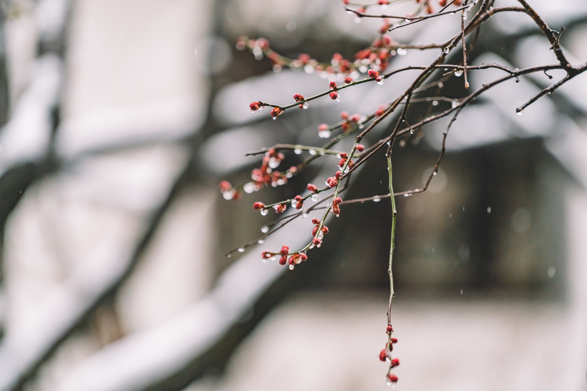 晚来天欲雪下一句是什么？